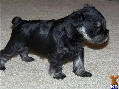 Miniature Schnauzer Puppies